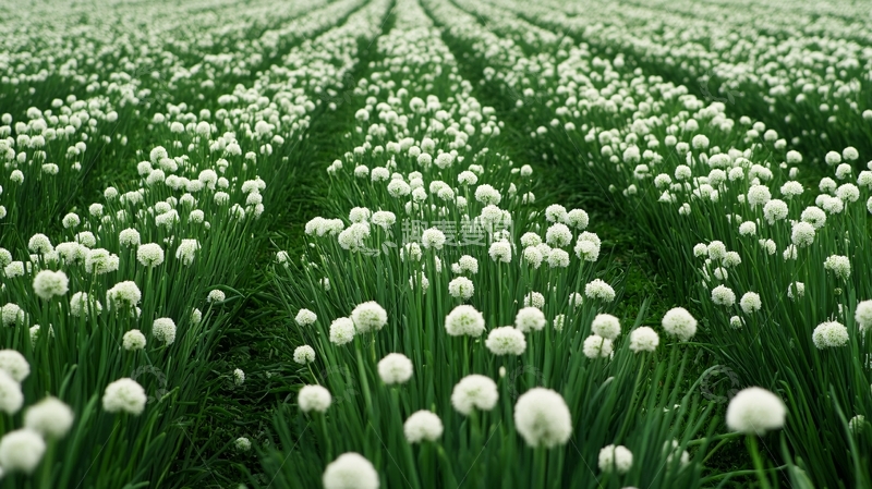 高清大图下载【趣麦麦图】盛开的葱花1