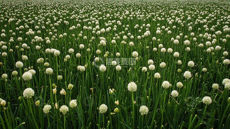 高清大图下载【趣麦麦图】大花葱素材