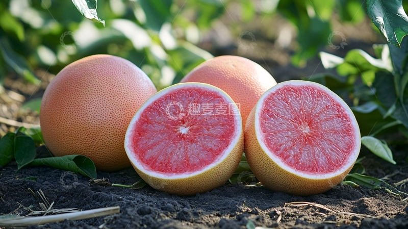 高清大图下载【趣麦麦图】红宝石西柚