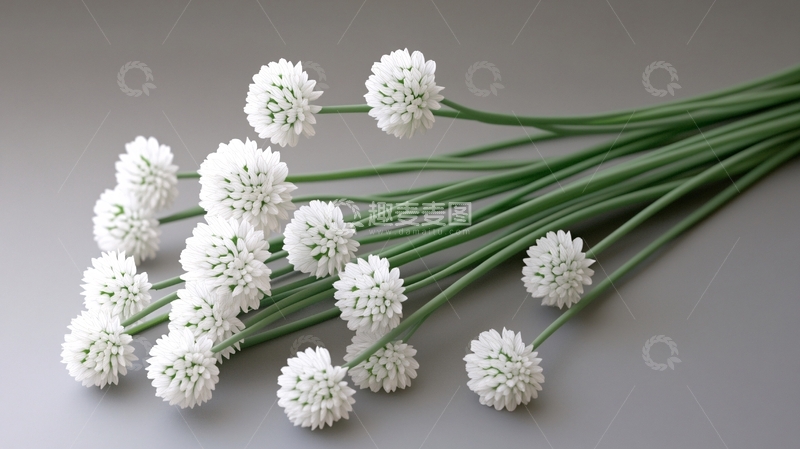 高清大图下载【趣麦麦图】高清韭菜花