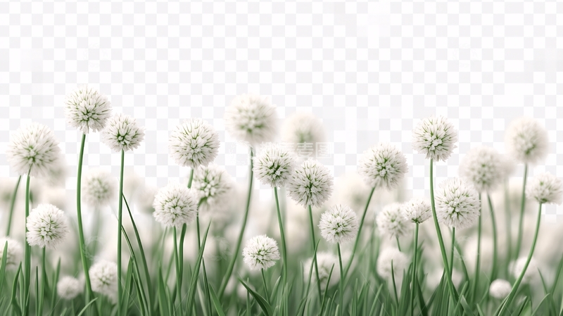 高清大图下载【趣麦麦图】开花的大葱