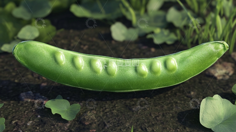 高清大图下载【趣麦麦图】豌豆图片下载1