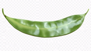 芦荟鲜叶片素材