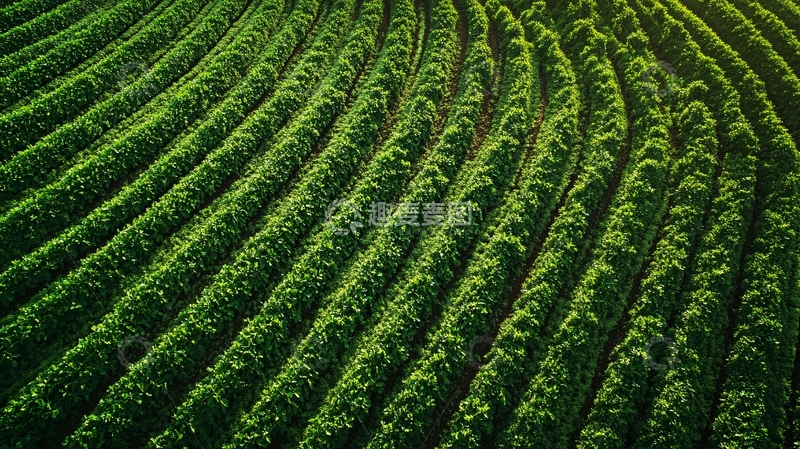 高清大图下载【趣麦麦图】长豇豆地