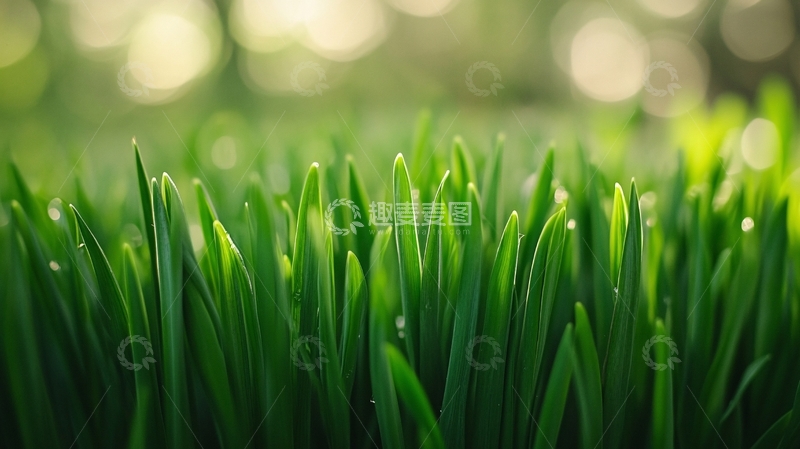 高清大图下载【趣麦麦图】唯美麦苗1