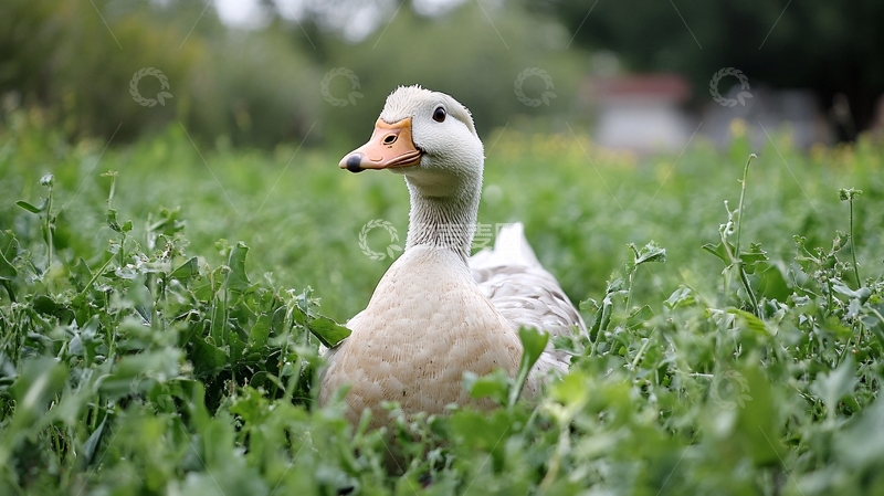 高清大图下载【趣麦麦图】吃草的鸭