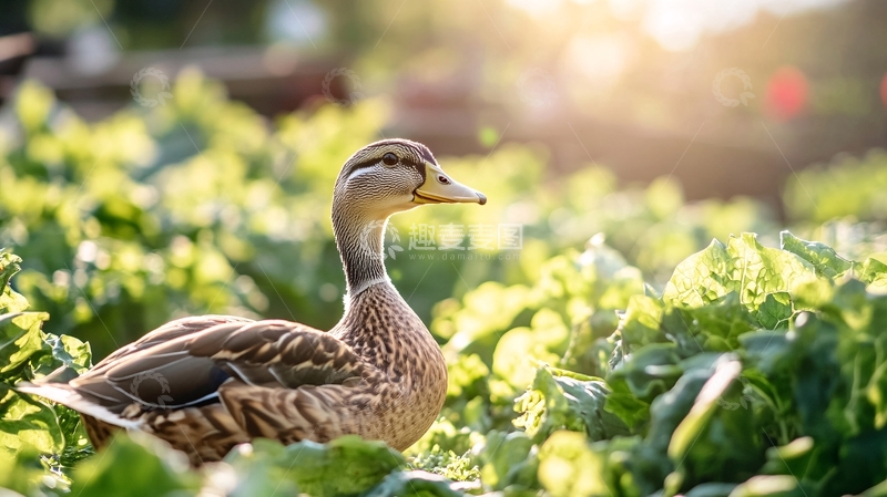 高清大图下载【趣麦麦图】吃东西的鸭农业田园2