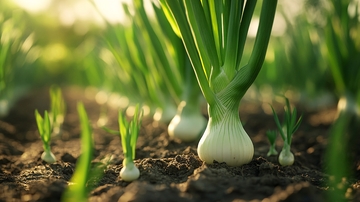 洋葱植株田园风光2