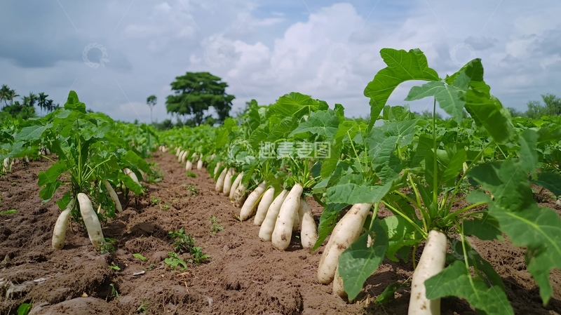 高清大图下载【趣麦麦图】萝卜基地