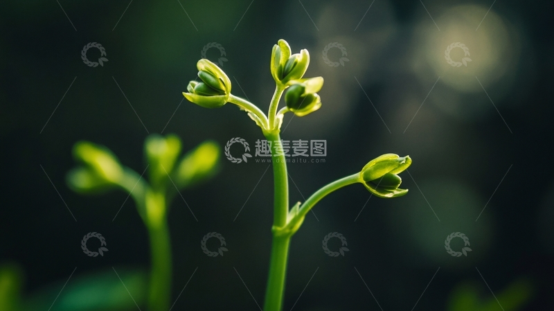高清大图下载【趣麦麦图】微拍嫩芽
