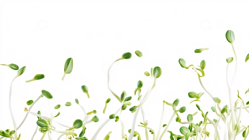 高清大图下载【趣麦麦图】豆苗插画1