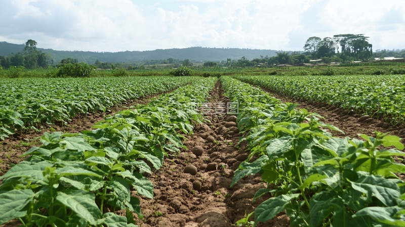 高清大图下载【趣麦麦图】白肉薯栽培田间