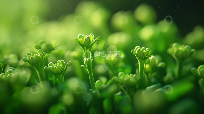 高清大图下载【趣麦麦图】绿色植物壁纸2