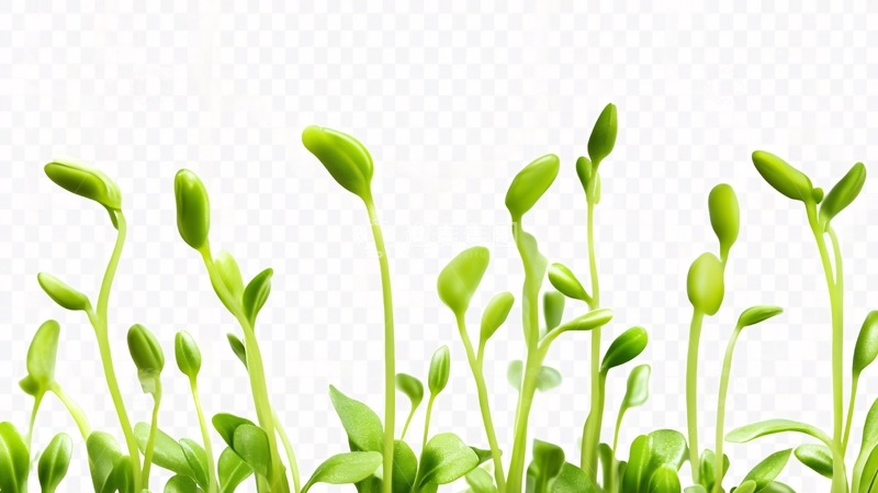 高清大图下载【趣麦麦图】-豆苗插画