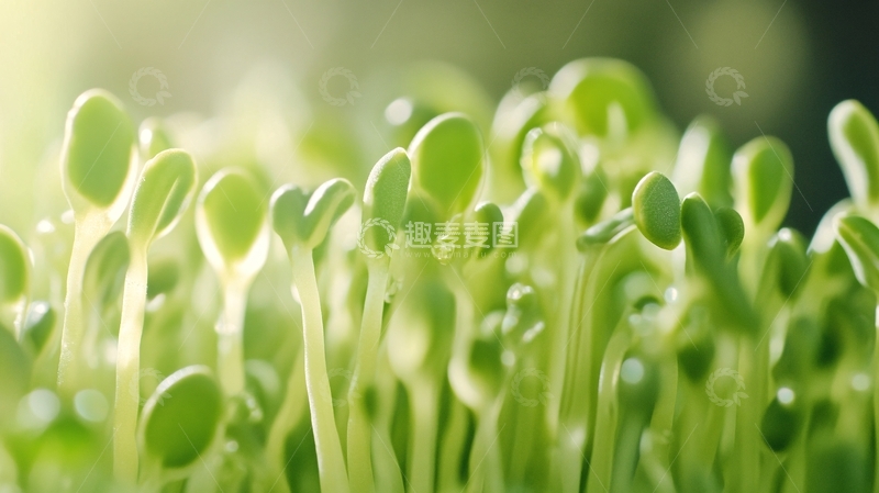 高清大图下载【趣麦麦图】豌豆芽详情2