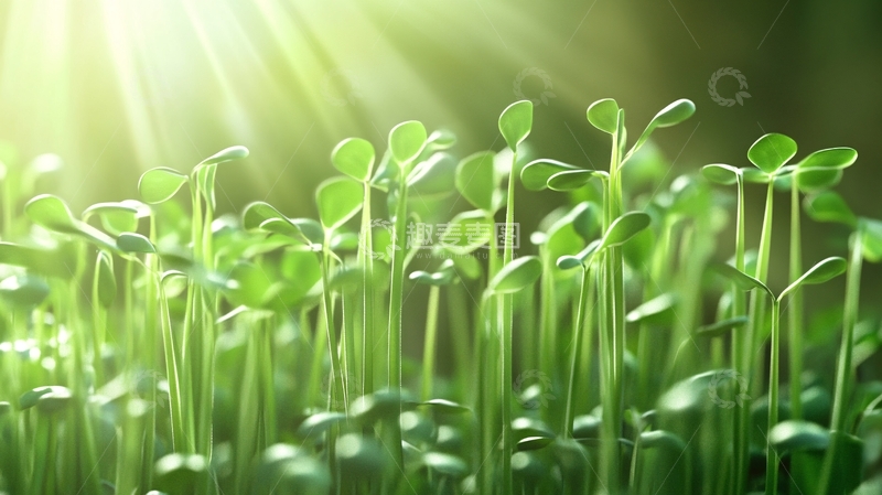 高清大图下载【趣麦麦图】电脑壁纸小苗秧12