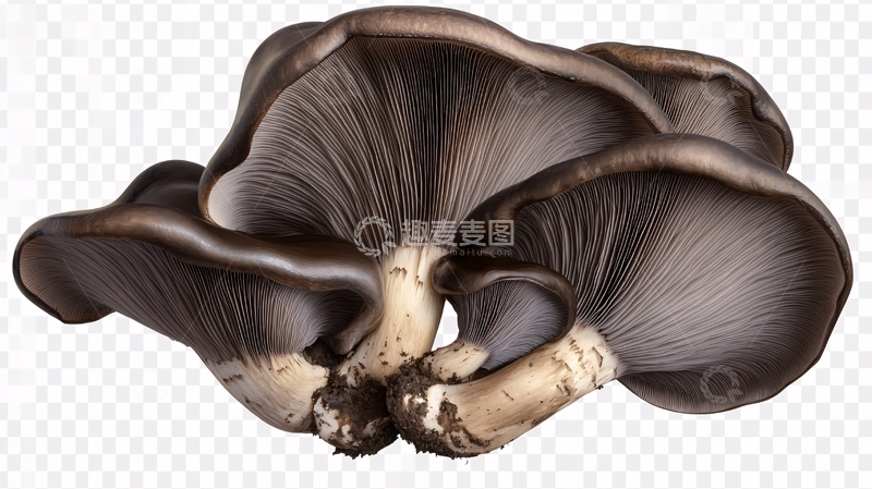 高清大图下载【趣麦麦图】写实蘑菇2