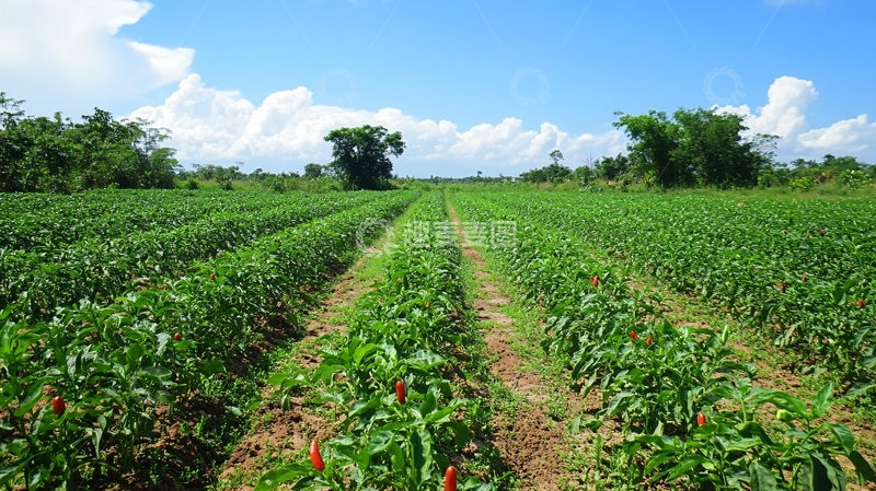 高清大图下载【趣麦麦图】辣椒地辣椒田