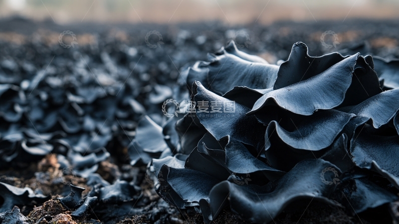 高清大图下载【趣麦麦图】户外黑木耳1