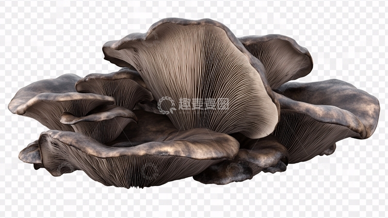 高清大图下载【趣麦麦图】免抠蘑菇5