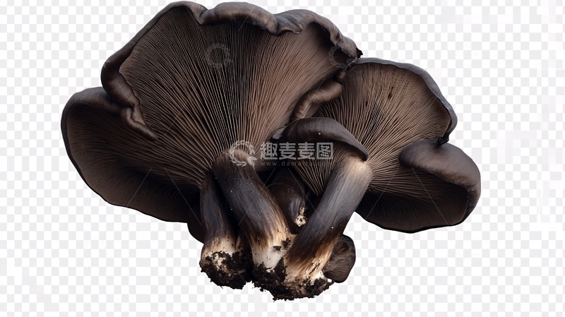 高清大图下载【趣麦麦图】免抠蘑菇6