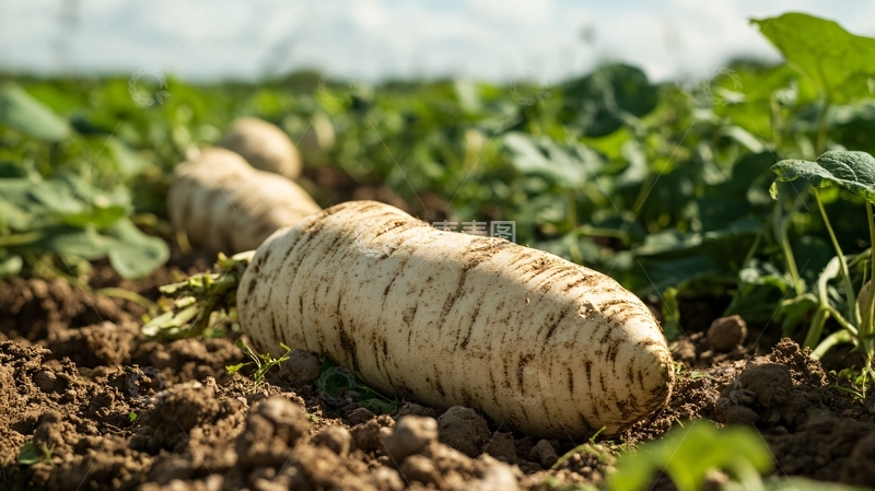 高清大图下载【趣麦麦图】白皮人参薯详情2