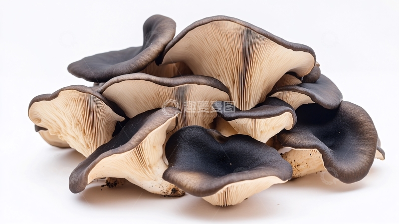 高清大图下载【趣麦麦图】-高清木耳图片