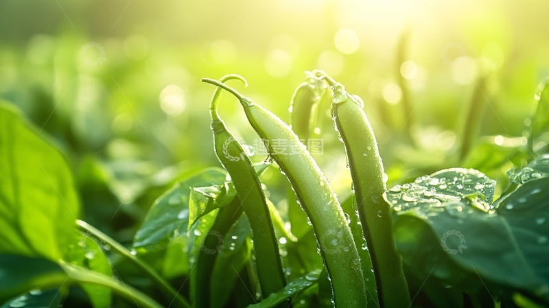 高清大图下载【趣麦麦图】豆类农产品果实豆角地10