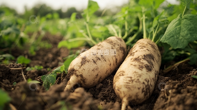 高清大图下载【趣麦麦图】白皮人参薯详情3