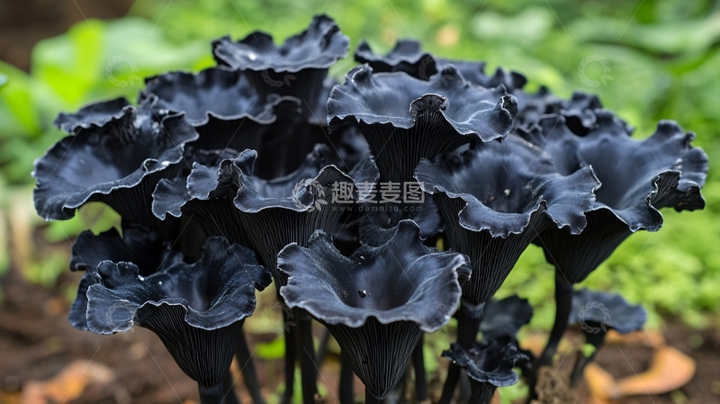 高清大图下载【趣麦麦图】户外黑木耳