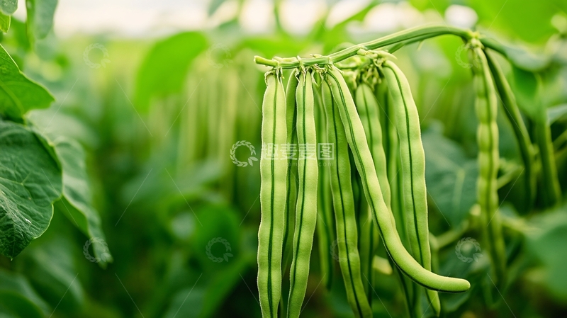 高清大图下载【趣麦麦图】豆类农产品果实豆角地9