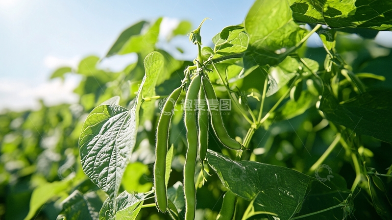 高清大图下载【趣麦麦图】高清大豆地17