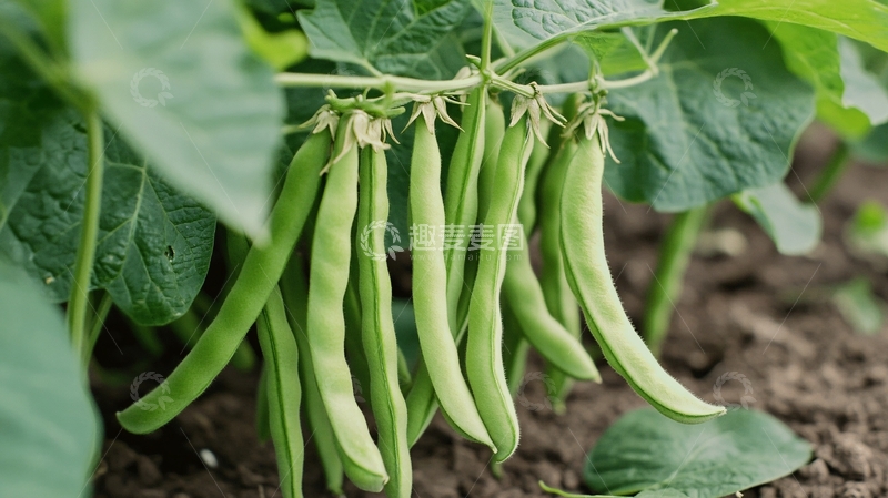 高清大图下载【趣麦麦图】无筋豆种植