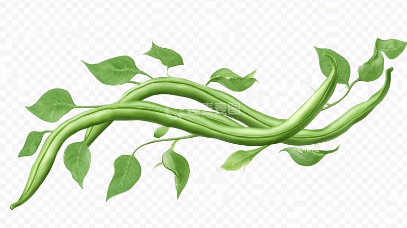 高清大图下载【趣麦麦图】豇豆插画1