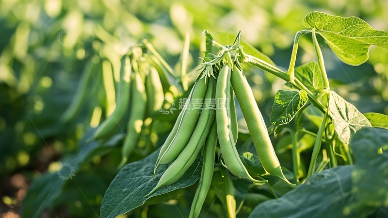 高清大图下载【趣麦麦图】豆类农产品果实豆角地11