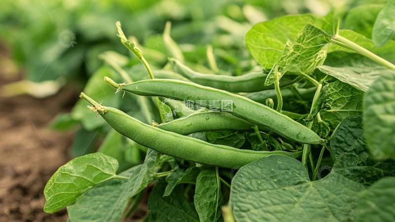 高清大图下载【趣麦麦图】豆类农产品果实豆角地14