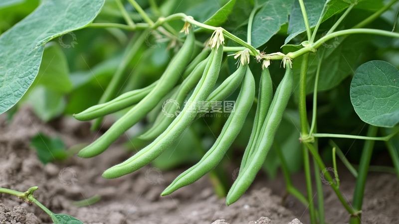 高清大图下载【趣麦麦图】豆类农产品果实豆角地12