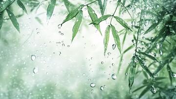 竹叶与雨水竹叶雨水水珠