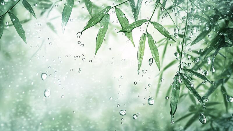 竹叶与雨水竹叶雨水水珠