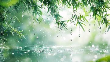 竹叶与雨水竹叶雨水水面