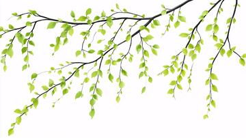 柳树枝素材素材树枝插画