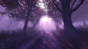 梦幻枫林森林梦幻小路