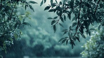 唯美雨景雨水节气绿叶