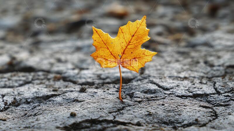 高清大图下载【趣麦麦图】地面上的一片黄叶