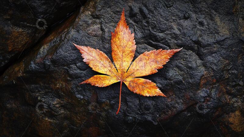 高清大图下载【趣麦麦图】石头上的枫叶