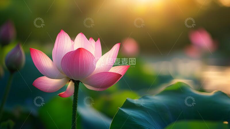 高清大图下载【趣麦麦图】荷花高清电脑桌面壁纸4