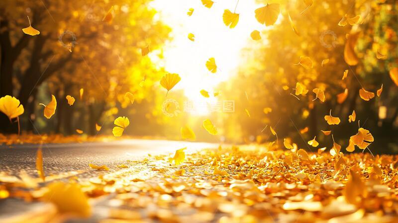 高清大图下载【趣麦麦图】金秋落叶背景实拍