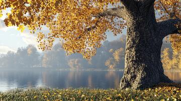 大树下秋色秋景1