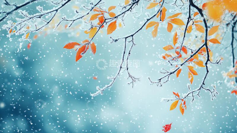 高清大图下载【趣麦麦图】雪地红叶桌面背景