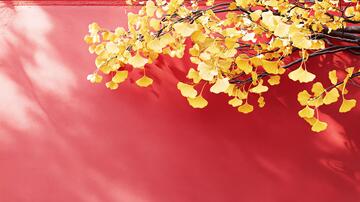 红墙与银杏枝叶